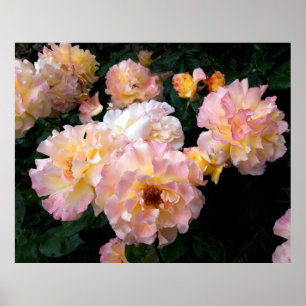 Rose Blume, rosa Gelbe Rosen Poster