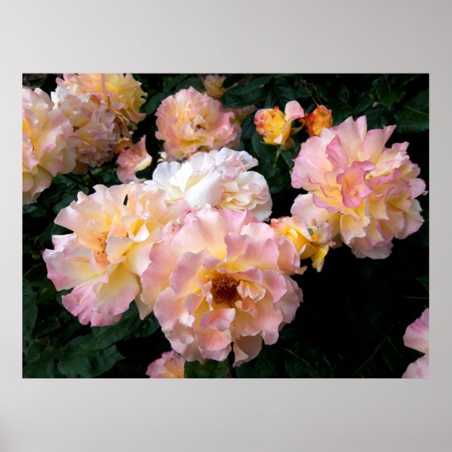 Rose Blume, rosa Gelbe Rosen Poster (Vorne)
