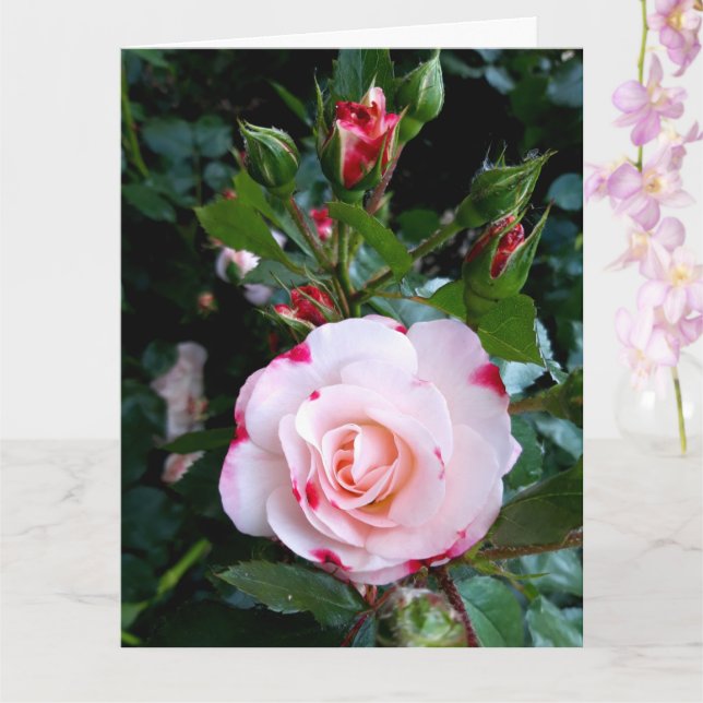 Rose Blume, Rosa Rosa Rose Karte (Orchidee)