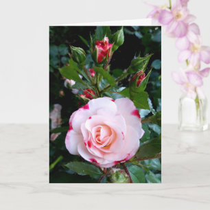 Rose Blume, Rosa Rosa Rosenkarte Karte