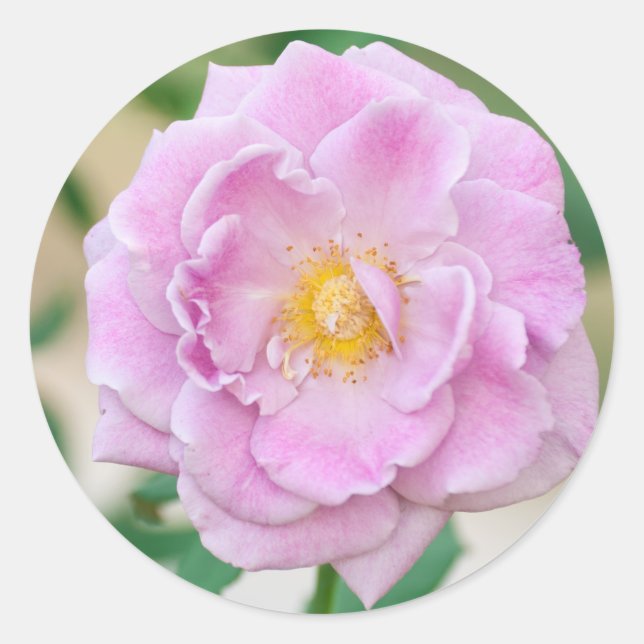 Rose Blume Runder Aufkleber (Vorderseite)