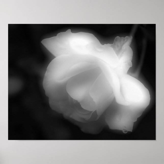 Rose Blume Schwarz-weiß Foto drucken Poster (Vorne)