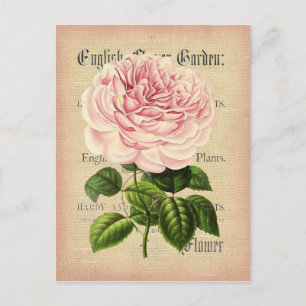 Rose Blume Vintage feminine florale Postkarte