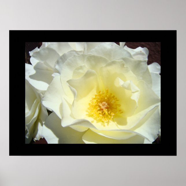 Rose Blume Weißgelbe Kunstdrucke Poster (Vorne)