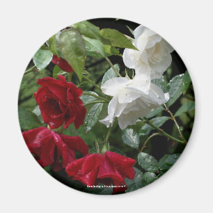 Rose Blumenfotografie-Magnet Magnet