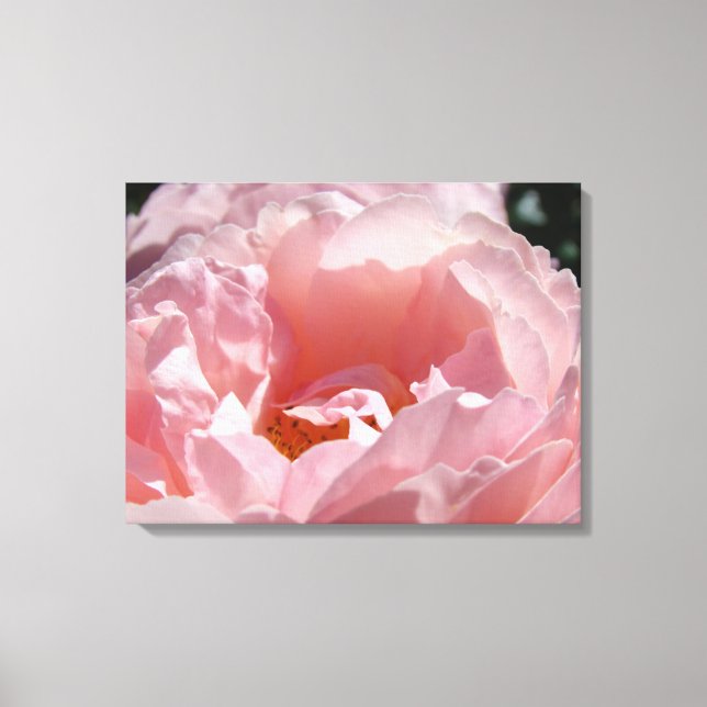 Rose Blumengarten Leinwand Fotodrucke (Vorderseite)