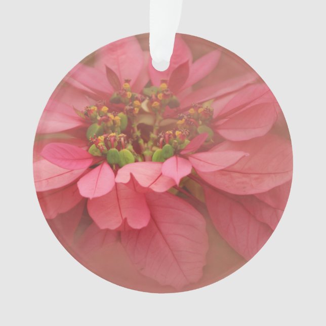 Rose Blush Poinsettias Digitale Kunst Ornament (Vorderseite)
