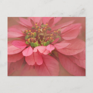 Rose Blush Poinsettias Digitale Kunst Postkarte