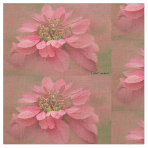 Rose Blush Poinsettias Digitale Kunst Stoff