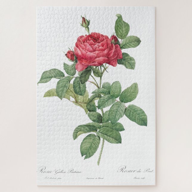 Rose Blüte Blume Vintag Alte Illustration Puzzle (Vertikal)