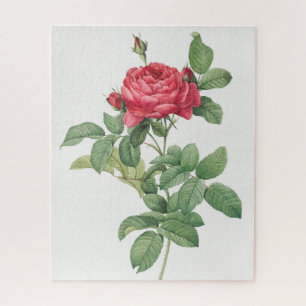 Rose Blüte Blume Vintag Alte Illustration Puzzle