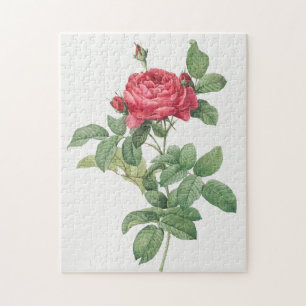 Rose Blüte Blume Vintag Alte Illustration Puzzle