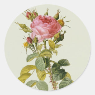 Rose Botanische Printwerbung - "Rosa Bifera" von R Runder Aufkleber