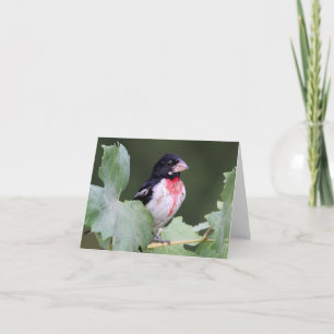 Rose-Breasted Grosbeak - Joe Sweeney - Karte