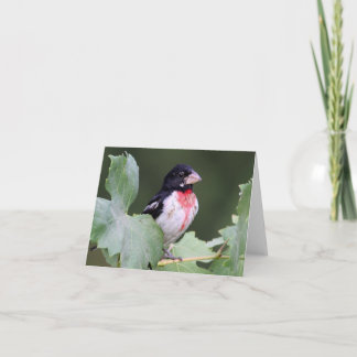 Rose-Breasted Grosbeak - Joe Sweeney - Karte