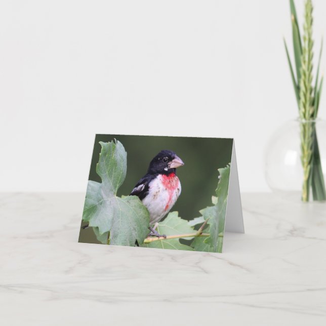 Rose-Breasted Grosbeak - Joe Sweeney - Karte (Vorderseite)