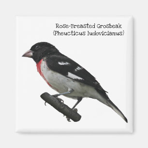 Rose-Breasted Grosbeak Magnet