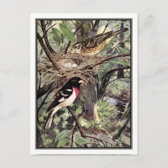 Rose Breasted Grosbeak - Robert Bruce Horsfall Postkarte (Vorderseite)