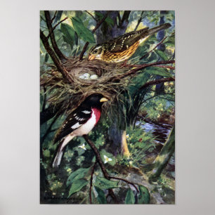 Rose-Breasted Grosbeaks u. ihr Nest der Eier Poster