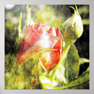 Rose Bud Poster