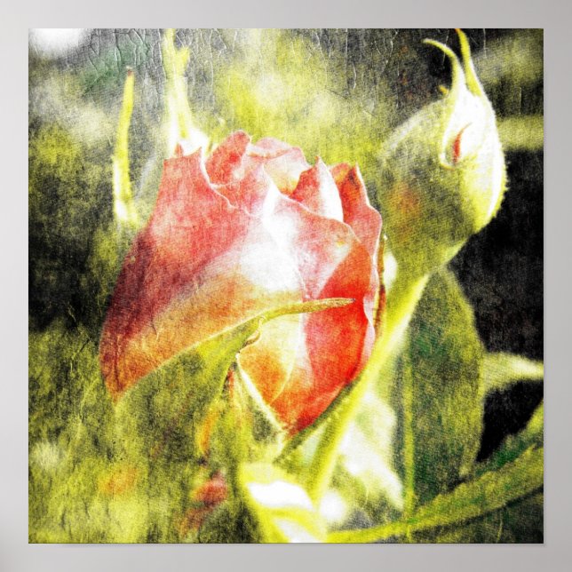 Rose Bud Poster (Vorne)