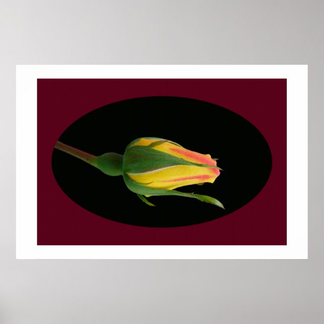 Rose Bud Poster (Vorne)