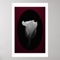 Rose Bud (Schwarz & Weiß)