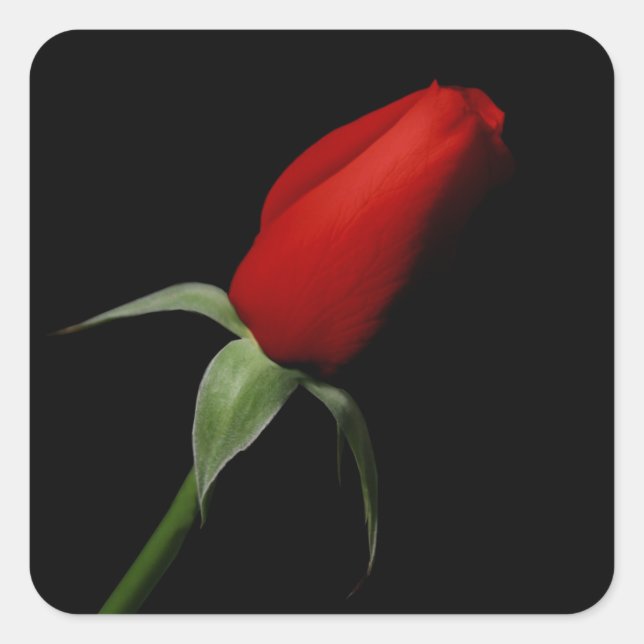 Rose Bud Stickers - Hochzeiten Umschlag Aufkleber (Vorderseite)