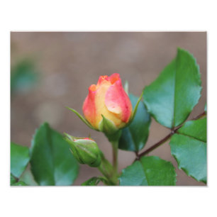 Rose Buds Foto drucken