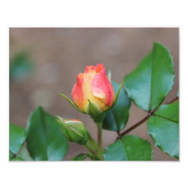 Rose Buds Foto drucken (Vorne)