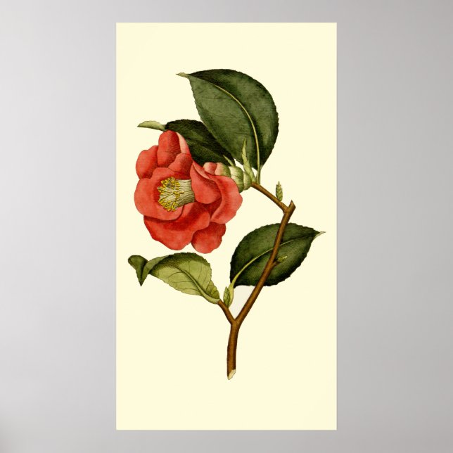 Rose Camellia Poster (Vorne)
