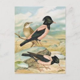 Rose-Colored Starling Vintage Bird Illustration Postkarte