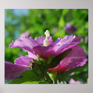 Rose der Blume von Sharon Poster