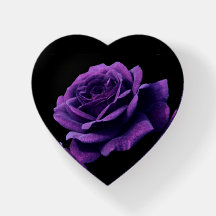 Rose der Liebe