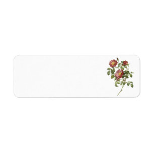 Rose der Liebe (Rosa pumila) von Redouté