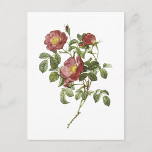 Rose der Liebe (Rosa pumila) von Redouté Postkarte