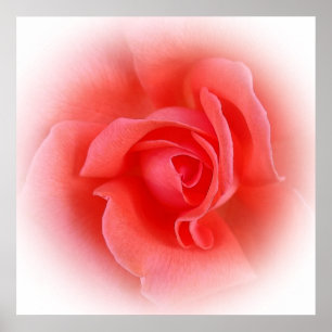 Rose der rosa Korallen Poster