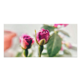 Rose der rosa Taste im nahen Fotodruck