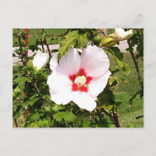 Rose der Sharon Bloom Postkarte
