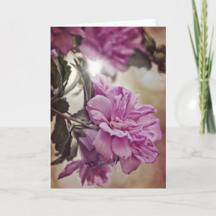 Rose der Sharon Sun Scripture Card Nummern 6:25 Karte