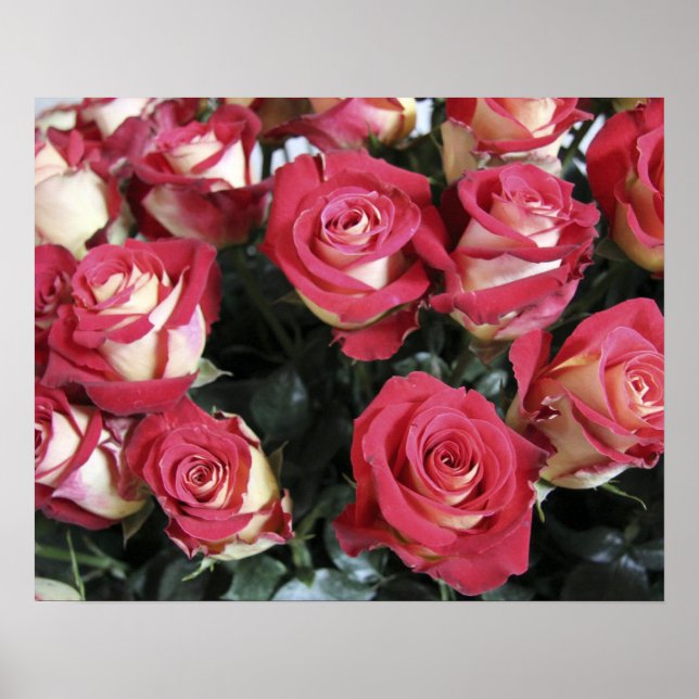 Rose der Süße in Hacienda Compania Poster (Vorne)