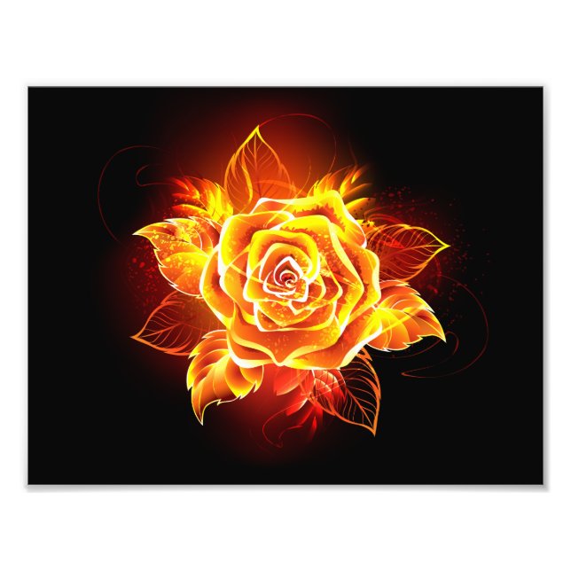 Rose des blühenden Feuers Fotodruck (Vorne)