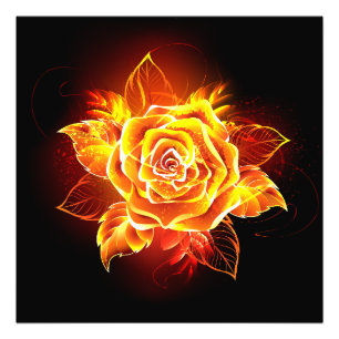 Rose des blühenden Feuers Fotodruck
