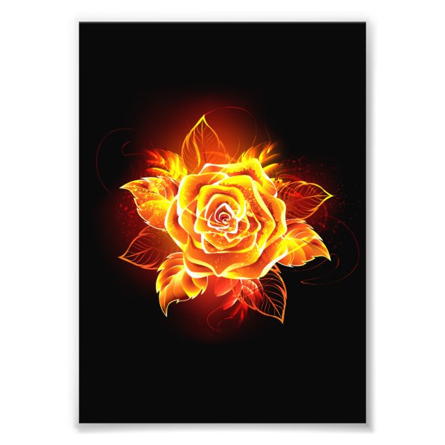 Rose des blühenden Feuers Fotodruck (Vorne)