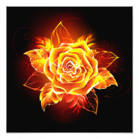 Rose des blühenden Feuers