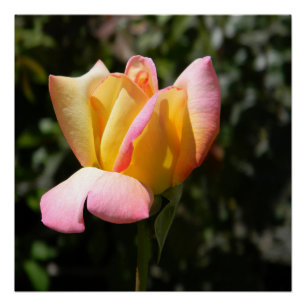 Rose des Friedens... Poster