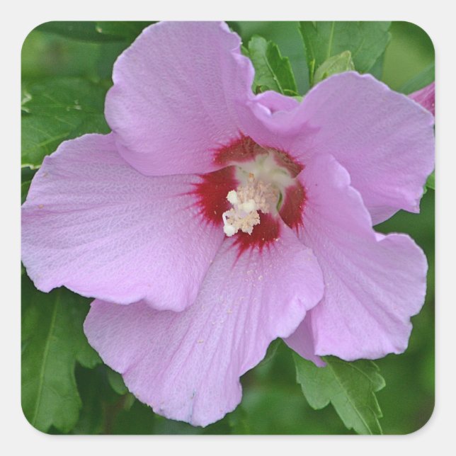 Rose des Sharon-Aufklebers Quadratischer Aufkleber (Vorderseite)
