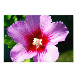 Rose des Sharon-Fotos Fotodruck