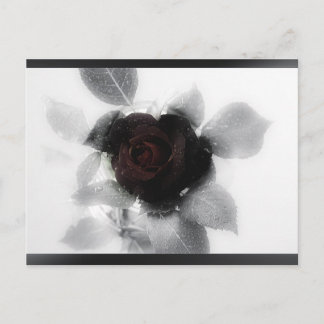 Rose des Trauerspeichers Postkarte