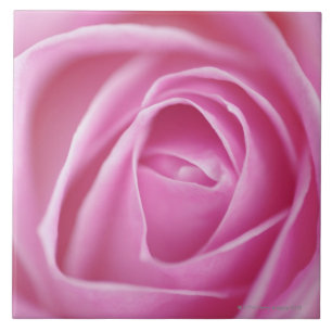 Rose, Deutschland Fliese